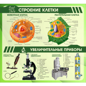 Строение клетки Увеличительные приборы